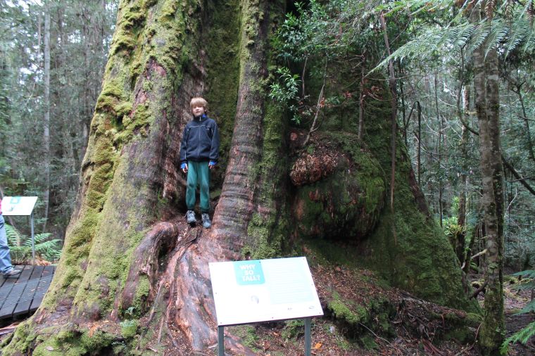 Big trees in Styx Valley