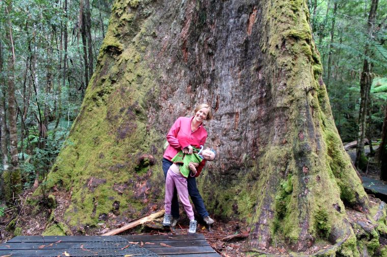 Big trees in Styx Valley
