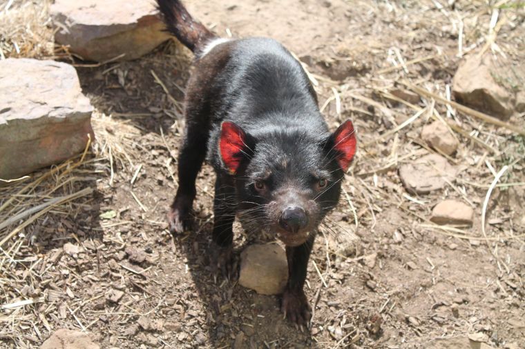 The red 'devil' ears