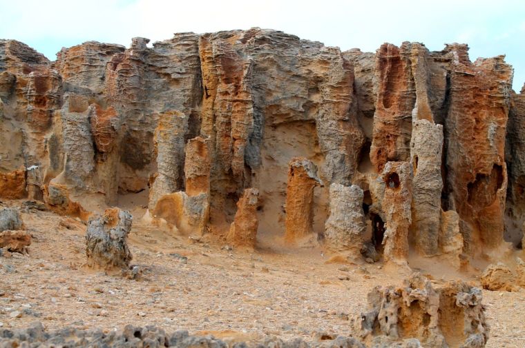 The petrified forest